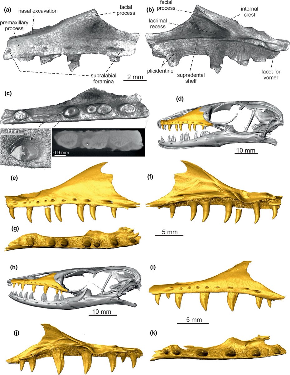 🦎 First Miocene varanid skull from India! Varanus maxilla (~9 Mya) found near Haritalyangar offers a rare cranial insight. It hints at a warmer (~15°C) Late Miocene climate and differs from today's V. bengalensis
Čerňanský &amp; Patnaik: anatomypubs.onlinelibrary.wiley.com/doi/10.1002/ar…
#FossilFriday