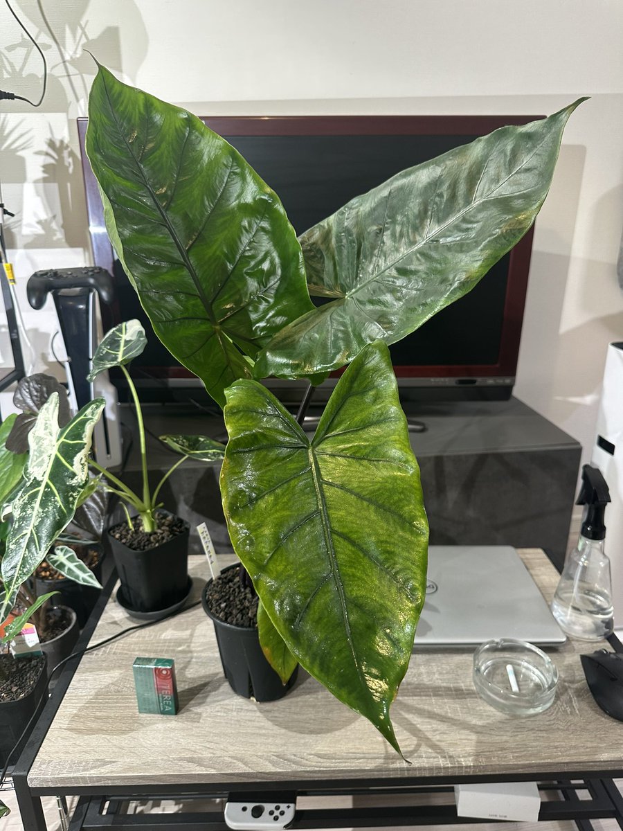 segitake's tweet image. 新葉は40センチオーバー。アロカシア楽しすぎます。

#アロカシア　#アロイド