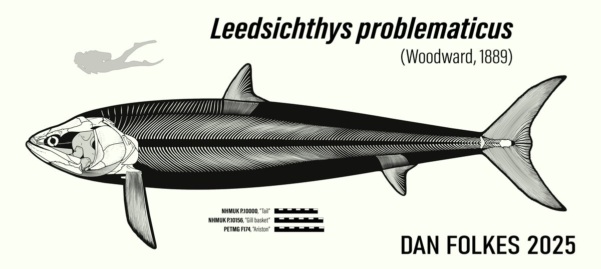 DanPalaeon1's tweet photo. Aaand it's live! My new skeletal reconstruction of #Leedsichthys problematicus, and a blog post to go with it! https://t.co/hLDs6jVvFF https://t.co/y6gkhOwdqK