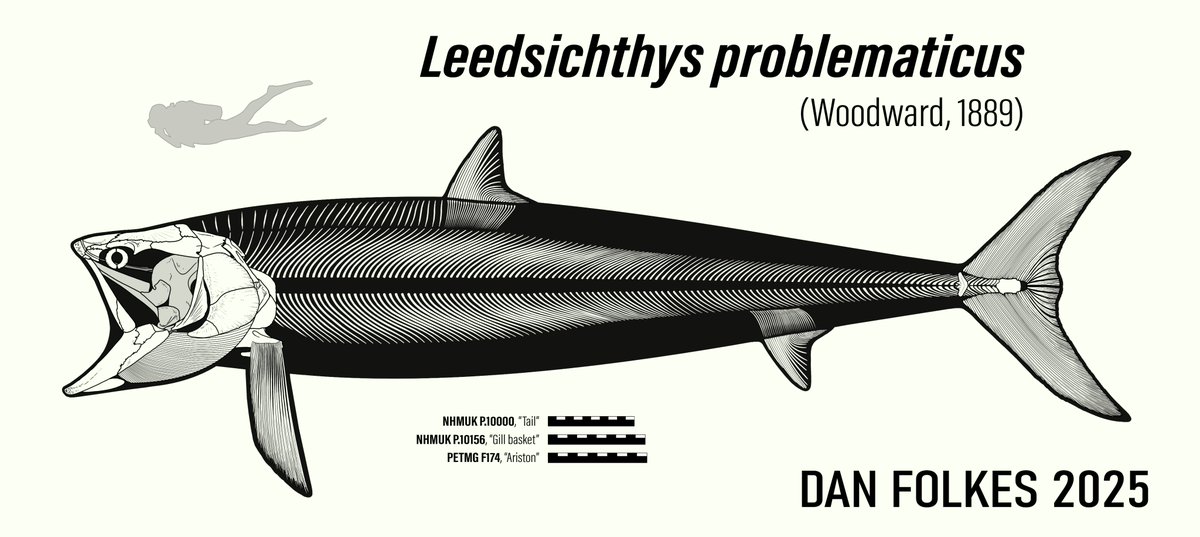 Aaand it's live! My new skeletal reconstruction of #Leedsichthys problematicus, and a blog post to go with it! thecodontia.com/blog/leedsicht…