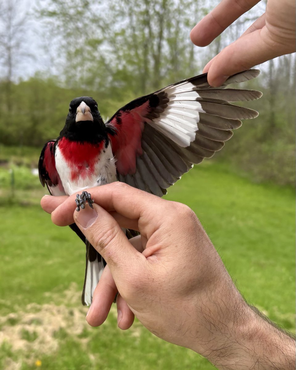 evornithology's tweet photo. He got the rosy pits 😻

(Rose-breasted Grosbeak) https://t.co/D4XbIt7Kt0