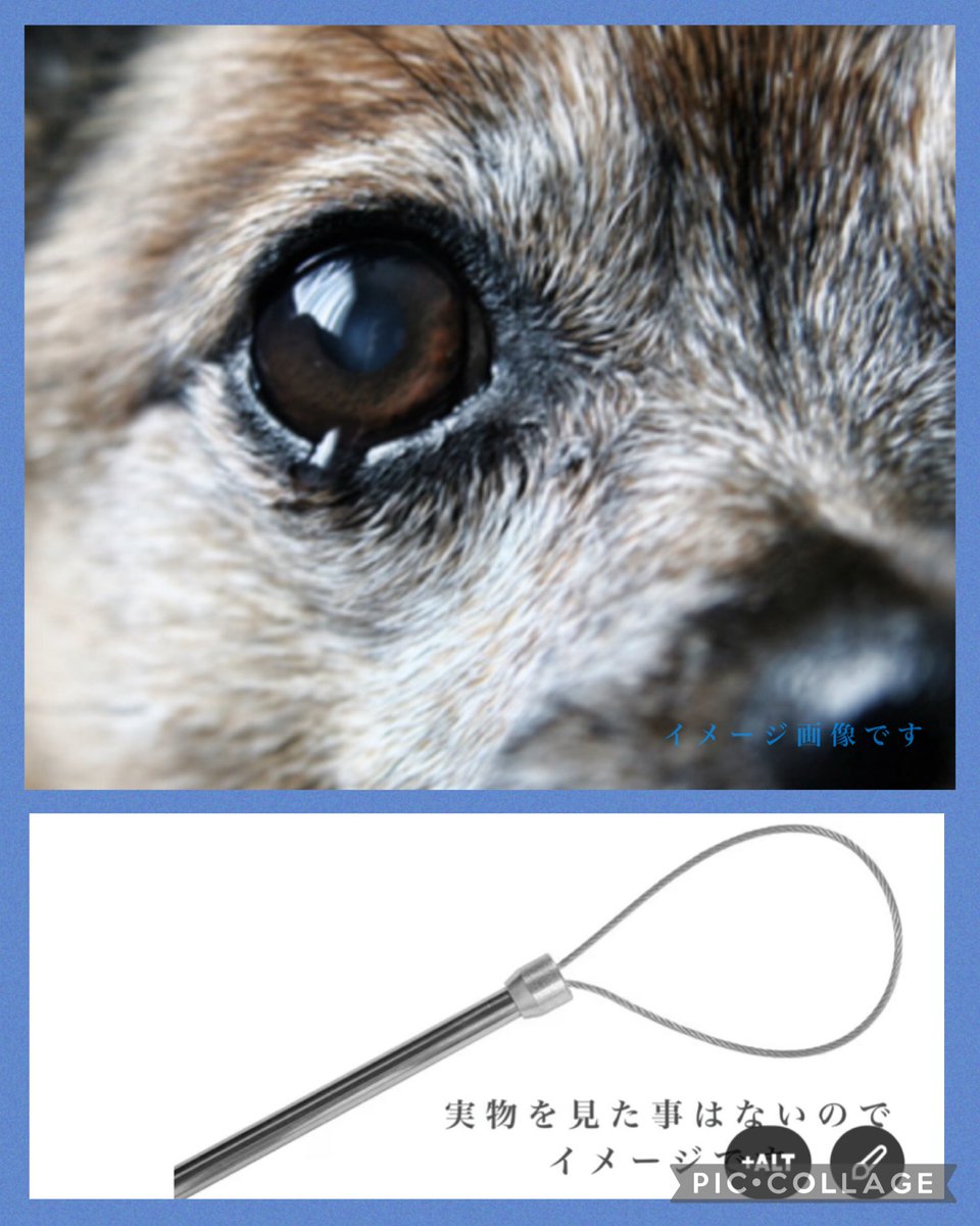 Rubylov65969168's tweet image. ＃徳島県動物愛護管理センター
＃惨虐な捕獲

徳島県のある団体さんが住民の方から
聞いた話しです
 
センターから突然トラックがやって来て
数人の捕獲部員（職員）が降りて来て
数匹の野犬の首にワイヤーの輪っかを
引っかけ荷台に思いっきり投げ入れる‼️
一頭づつ投げ入れる度に「ゲット！」と…