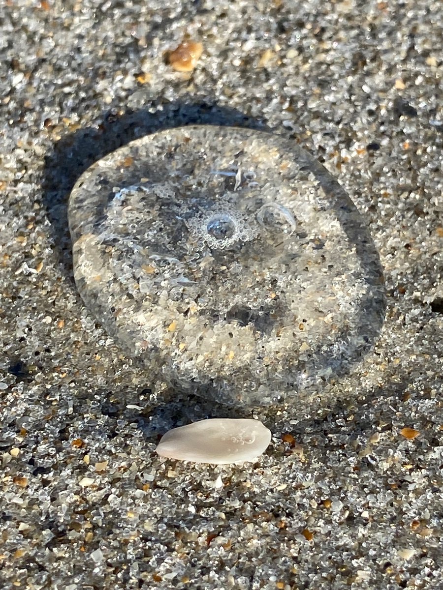 NewAmerica2438's tweet photo. first time seeing a 
moon jellyfish https://t.co/KfRbAgXSJb