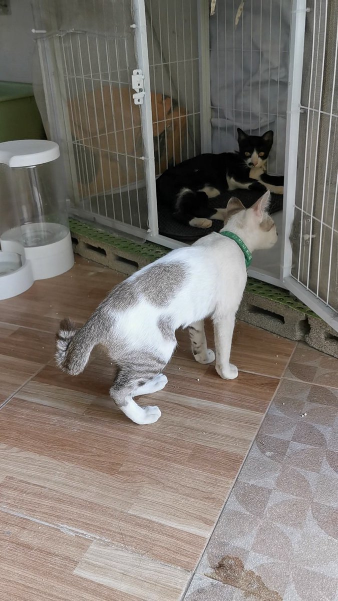 qhsffgh's tweet photo. ขออนุญาตติดแท็กค่ะ📢
น้องแมวหายไป1เดือนแล้ว หากพบเจอช่วยติดต่อกลับมาหน่อยนะคะ 0832784716,0909766010
จุดสังเกต:หางงอ ปลอกคอเขียว มีรอยดำที่จมูก #แมวหาย #กาญจนบุรี #ซอยไปรษณีย์ #อำเภอเมือง #หวยงวดนี้ #เจ้าอาวาสวัดไร่ขิง #โหนกระแ�� https://t.co/Hv7PuRnawc