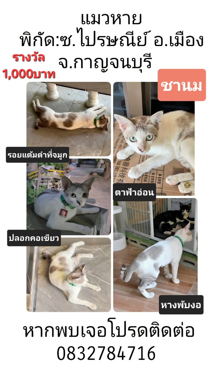 qhsffgh's tweet photo. ขออนุญาตติดแท็กค่ะ📢
น้องแมวหายไป1เดือนแล้ว หากพบเจอช่วยติดต่อกลับมาหน่อยนะคะ 0832784716,0909766010
จุดสังเกต:หางงอ ปลอกคอเขียว มีรอยดำที่จมูก #แมวหาย #กาญจนบุรี #ซอยไปรษณีย์ #อำเภอเมือง #หวยงวดนี้ #เจ้าอาวาสวัดไร่ขิง #โหนกระแ�� https://t.co/Hv7PuRnawc
