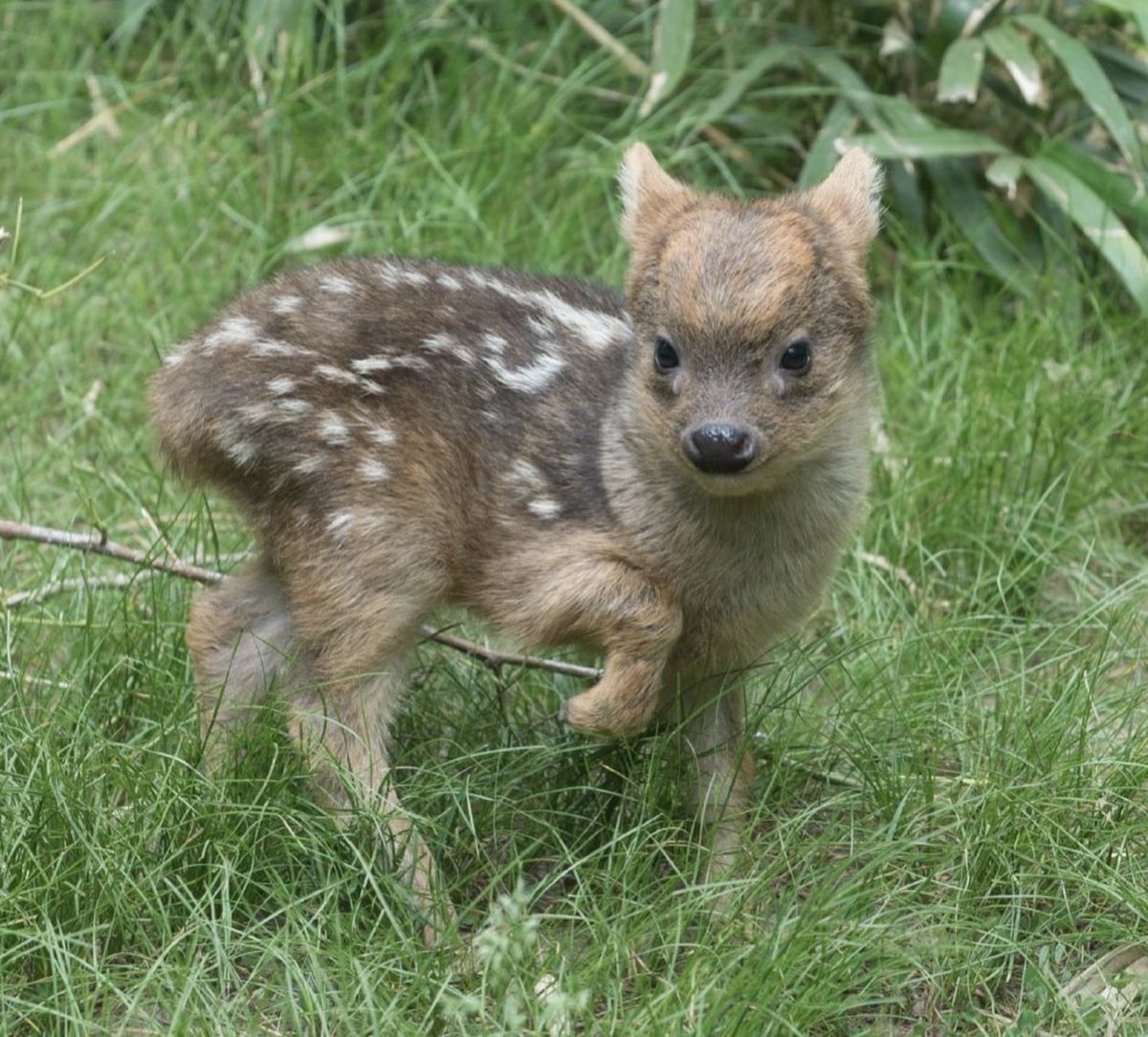 Good morning, everyone. 

Here's a tiny baby deer 🦌 🤎