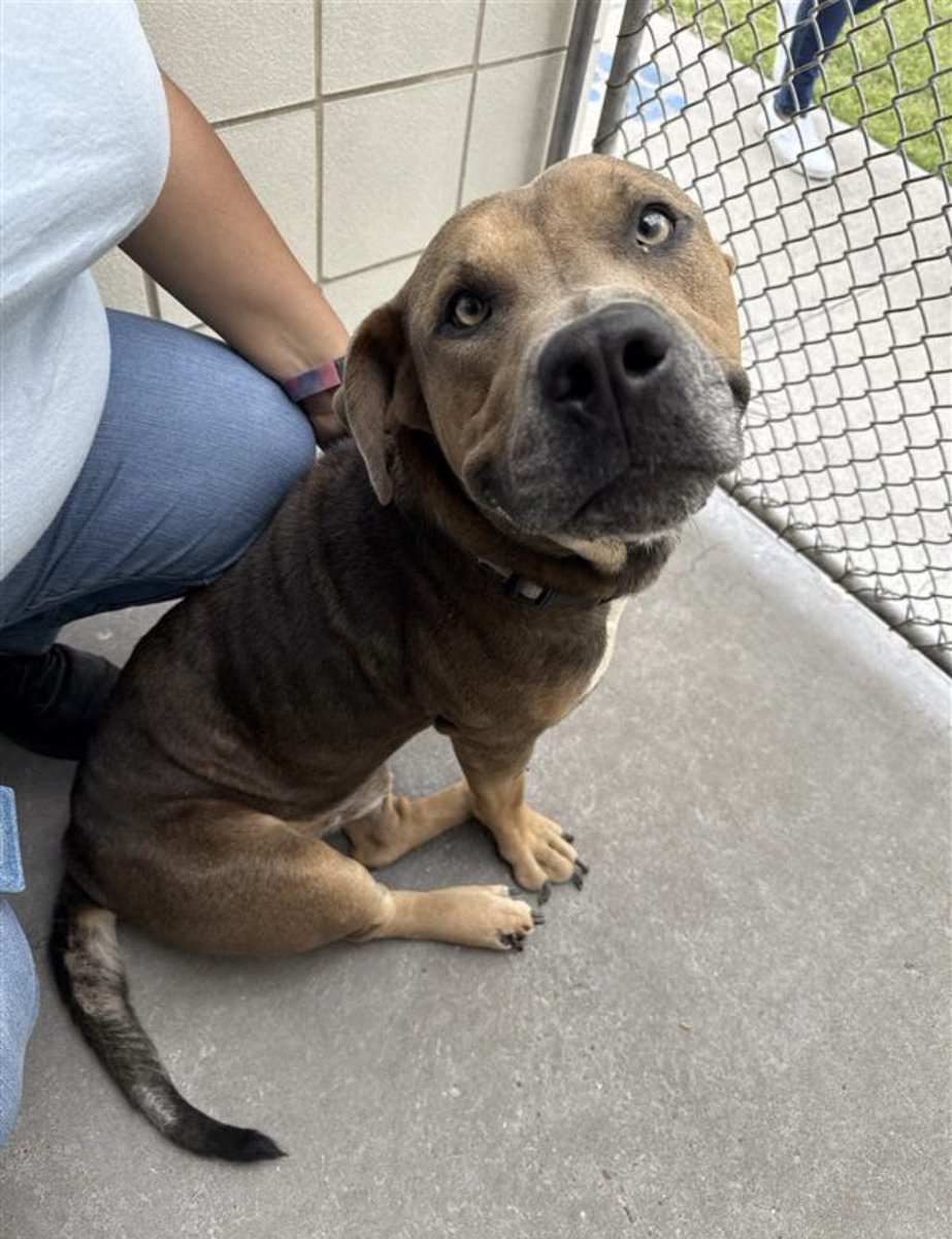It’s $5 Friday!
We were able ta save 5 pups this week knowing we have auction proceeds in reserve!
They all need significant vet care including 2 amputations.
Thank you for helping us help them.
Today they live ♥️
rescuecoop.org/donate