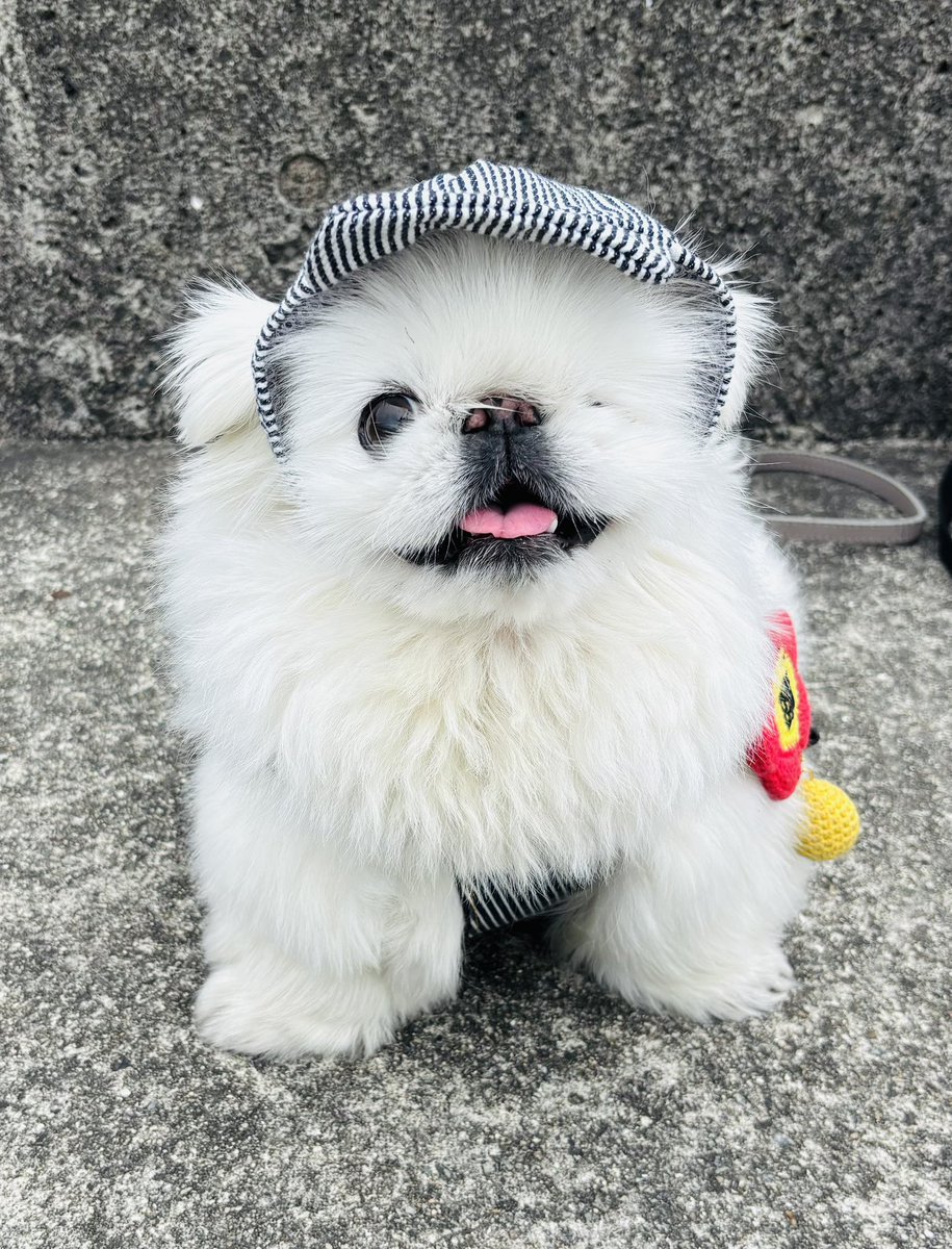 はるぴこ ルピコ