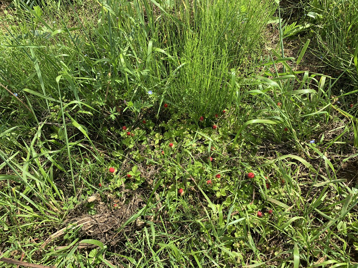 昨日の畑
前回、間引き移植をしたかぼちゃ
最低気温が低かった日もありましたが元気な様子
その近くの通路入口にトウガラシを定植。行燈の中

中央の緑はパクチー、種取り目的のため葉は収穫せず
畝の左斜面にはエンドウを緑肥がわりに植えてます🫘
自家採種の和綿が発芽
通路にはヘビ苺？　#自然農