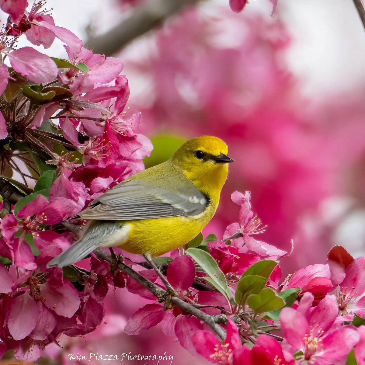 This week’s #ROCTopShots winner, with most online votes, is Kim Griggs Piazza 🌸💛 #roc