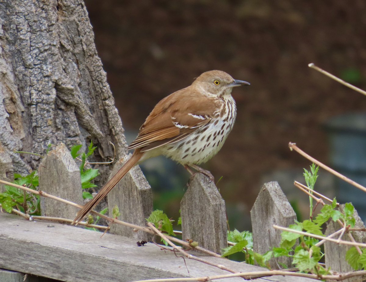 A brown thrasher in our neighbourhood. Quite the songbird.

#birdwatching #birding #BrownThrasher #BirdsSeenIn2025 #birdphotography #UrbanNature