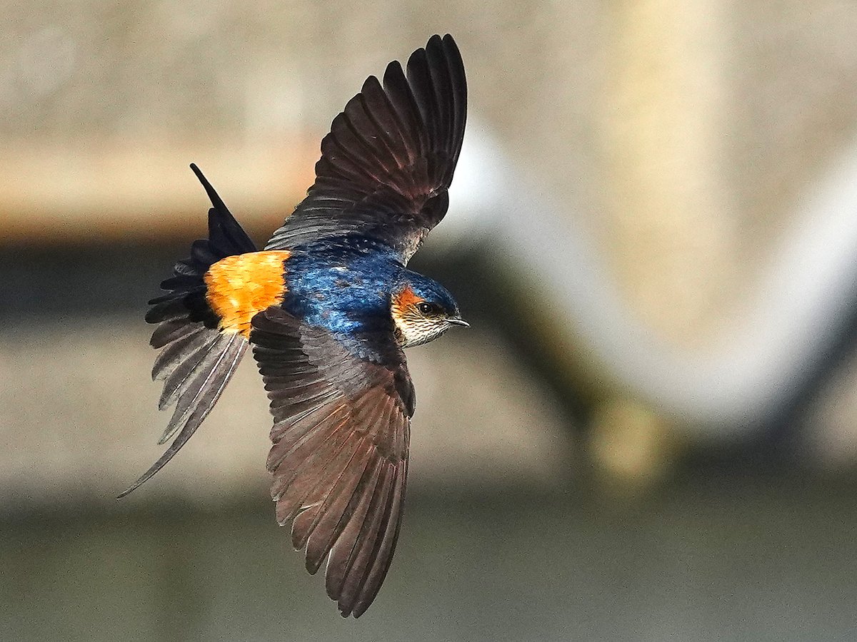 #コシアカツバメ。飛翔。腰は赤く背中は青い。Red-rumped Swallow #野鳥 #野鳥撮影 #birdsphotography #birding #BirdsSeenIn2025
