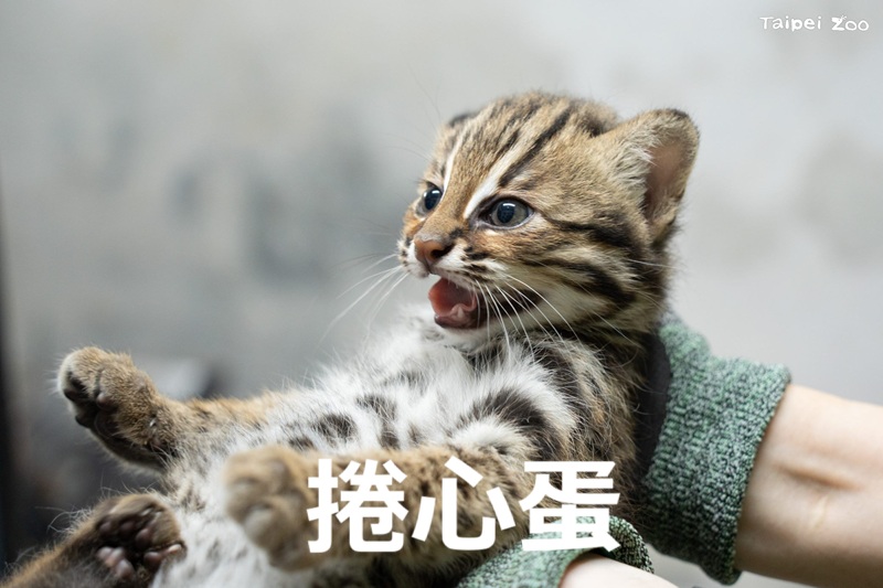 台北市立動物園で誕生した #タイワンヤマネコ（#石虎）の双子の
