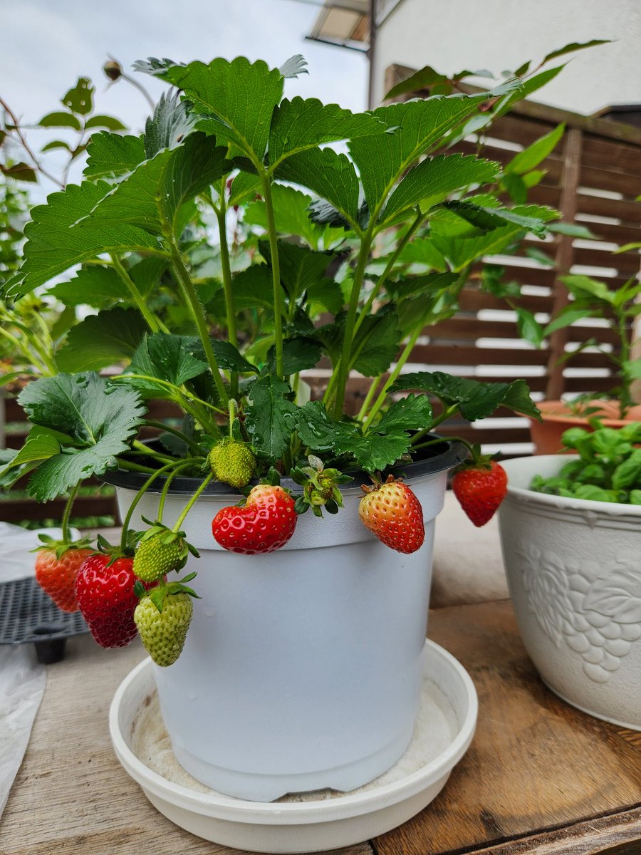 苺(いちご)が色づきました。