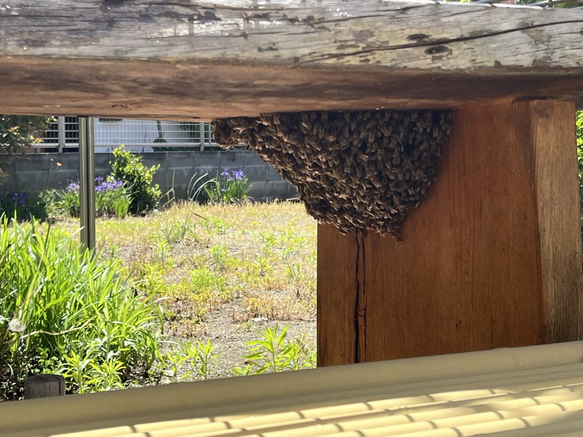 Spiritus_Beetle's tweet photo. 分蜂蜂球が出来てから2週間くらい経つけどもしかしてここに居着く気なのかい？ https://t.co/pF35P4tSXE