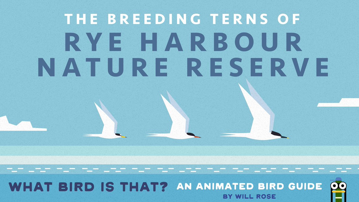 What Bird is that?  is my animated bird guide YouTube channel fact checked by <a href="/_BTO/">BTO</a> . For all those that subscribe there is a brand new episode all about Terns at Rye Harbour Nature reserve.  If you want a relaxing watch and learn here’s a link youtu.be/4iJKHsctN6M?...