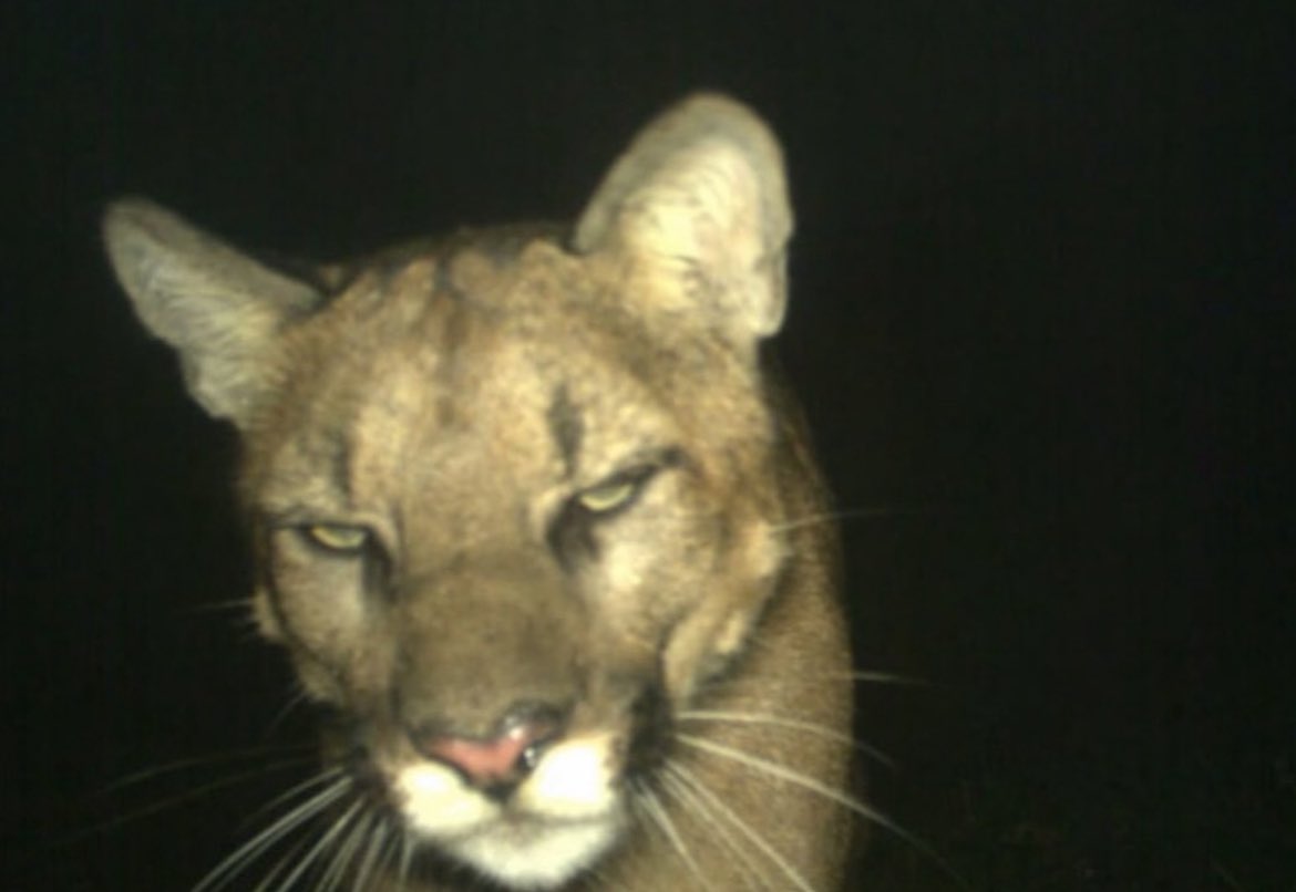 Cedric’in dəftəri tweet media