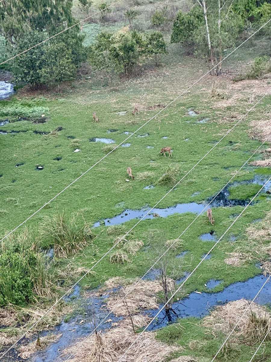 oneshreddy's tweet photo. Untreated drainage from Navodaya Colony, Nallagandla is being discharged into HCU land, where the deer are tragically consuming it. This poses an immediate threat to their health. Urgent action and support are needed to address this critical issue.
@gadwalvijayainc @GHMCOnline https://t.co/26SoSr2A80