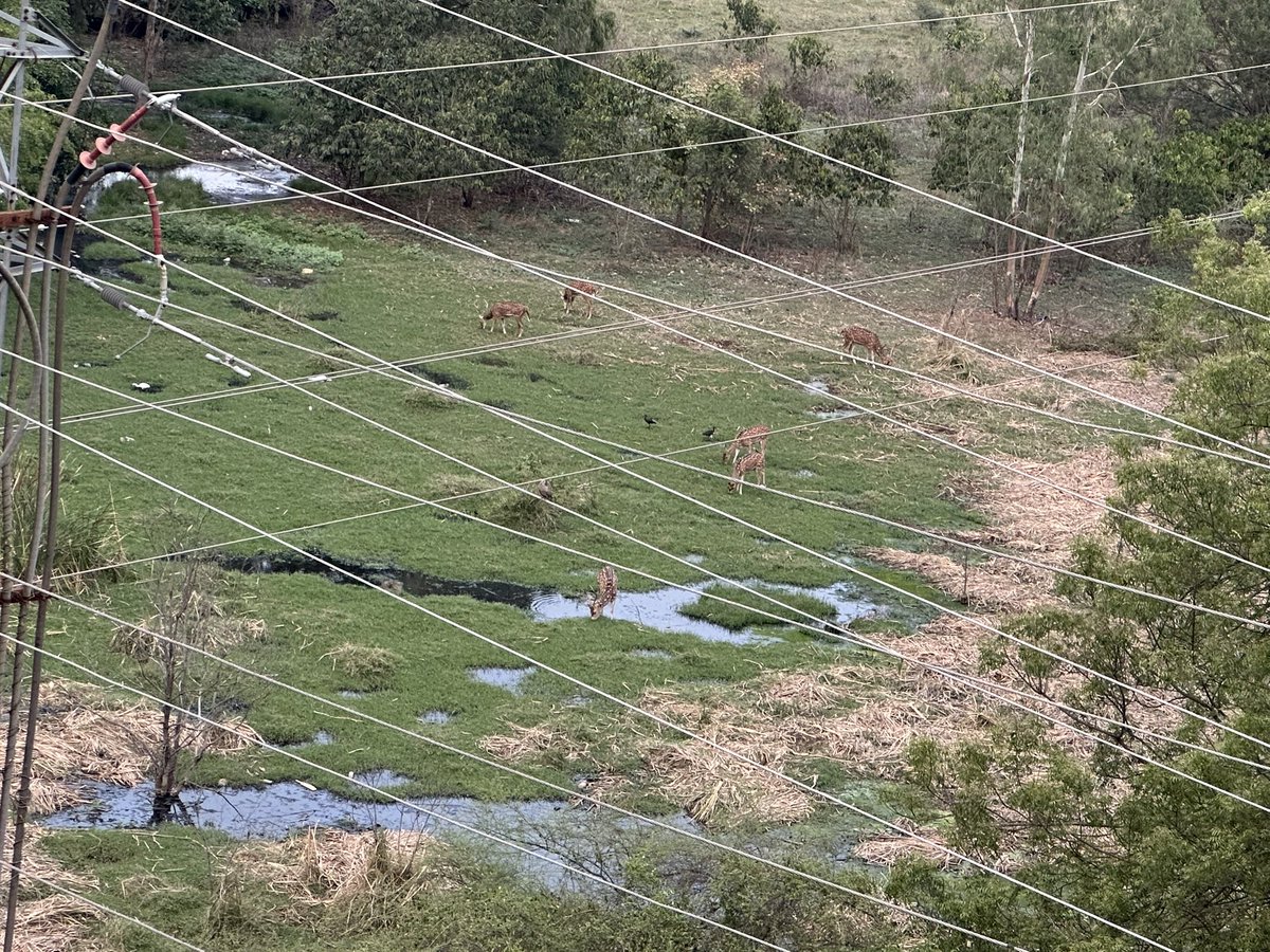 oneshreddy's tweet photo. Untreated drainage from Navodaya Colony, Nallagandla is being discharged into HCU land, where the deer are tragically consuming it. This poses an immediate threat to their health. Urgent action and support are needed to address this critical issue.
@gadwalvijayainc @GHMCOnline https://t.co/26SoSr2A80