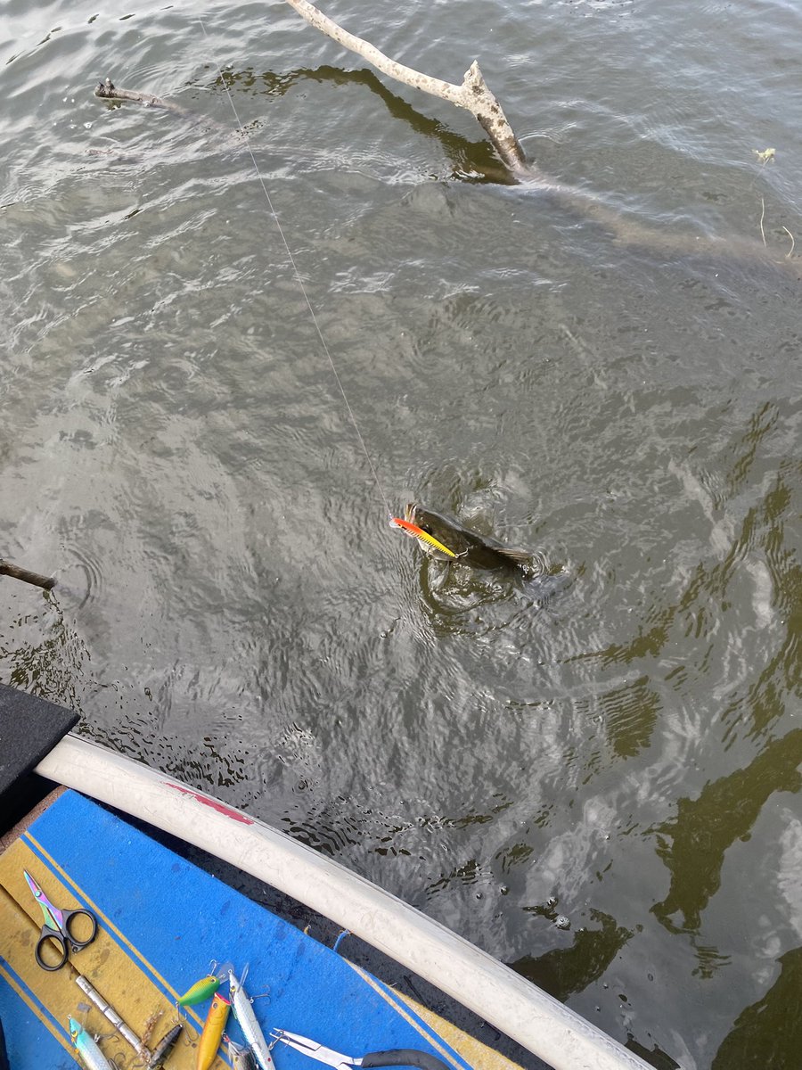 今日はキャット3本雷魚1本シーバス1本バス2本と賑やか😂
デカビーツァで釣ってはしゃいでたら竿が一本なくなってた💦💦
探したけどどこで落としたか分からず…
EKC68Mに20タトゥーラ左巻きにクワッズキラーついた竿発見したら教えていただけると嬉しい🙇
なんかお礼させていただきます。