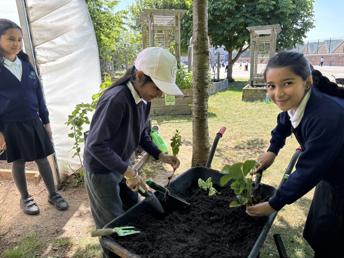 MrsIkram_AMPA's tweet photo. Our Eco warriors have been helping with planting in our wheel barrow, ready for the meal barrow competition soon! 🫛🍅🌿🌱
@AbbeyMead_TMET @EcoSchoolsLCC #mealbarrowcompetition https://t.co/2AR4CWxhug
