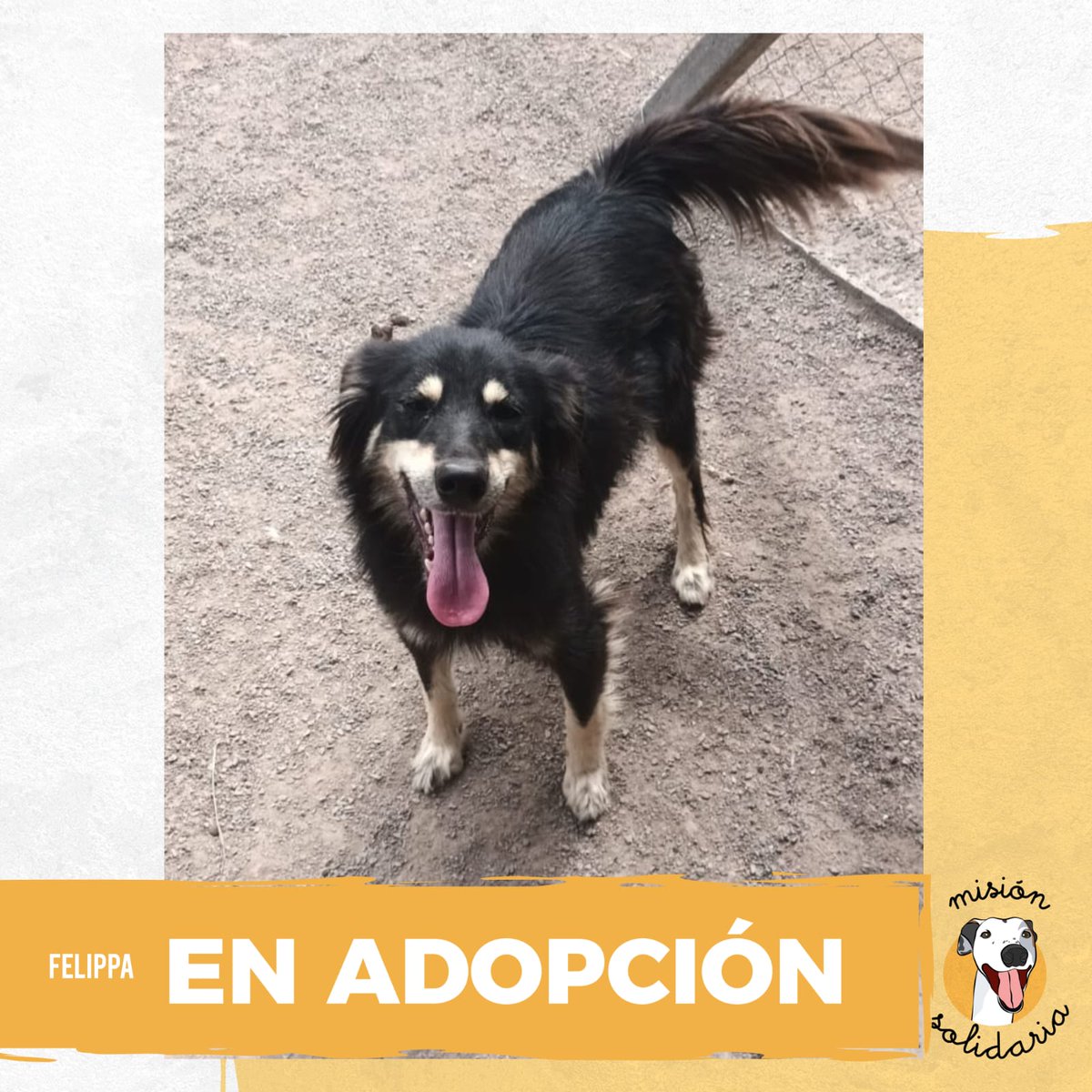 Felippa es una perrita de 4 años. Vive en nuestro refugio hace mucho, está castrada, vacunada, desparasitada y lista para llenar de pelitos tu ropa.
Querés adoptarla? zonas CABA y GBA. 
Escribime! misionsolidariatwitter@gmail.com  
Asunto: Felippa la perrita