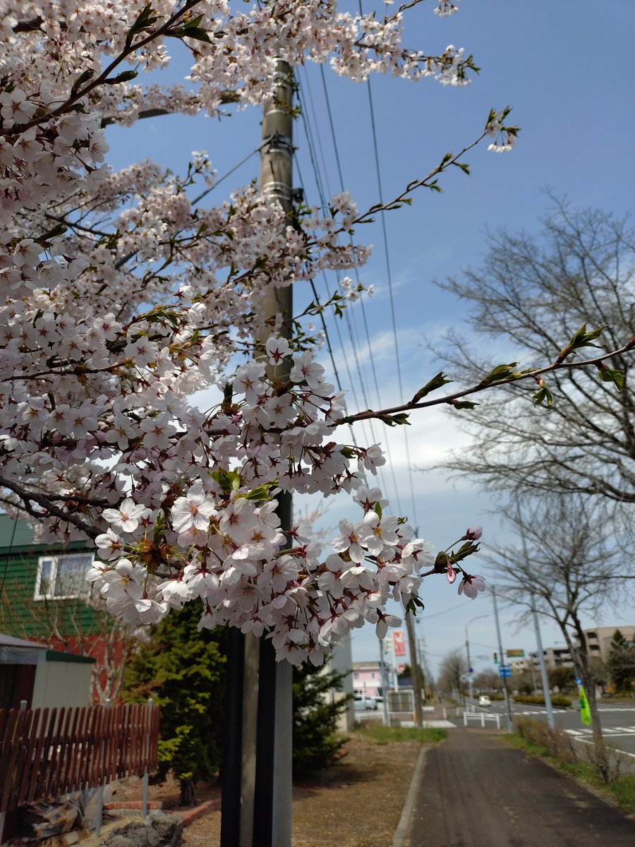marblegc81999's tweet photo. 北海道千歳市はまだ桜見れます。 https://t.co/4ZdPoIJX3a