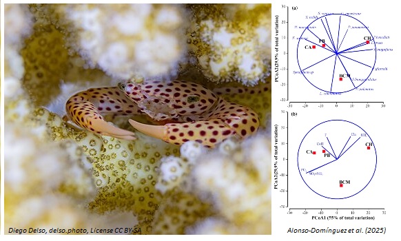 CommunityEcol's tweet image. ๐๐ฆA new study assessed the spatio-temporal composition of coral-associated #crustaceans and its correlation with physicochemical variables, habitat structure, and human impact
๐ rdcu.be/emkzW
#coralreef #ecologyresearch #communityecology #MarineEcology