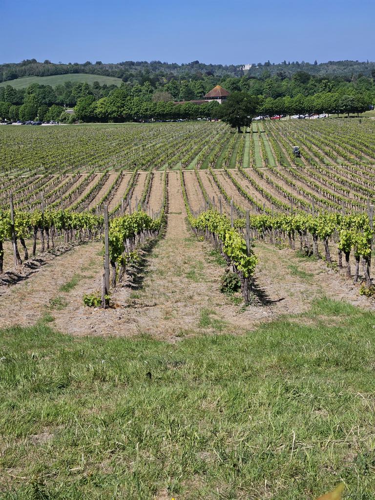 This is Surrey Hills wine country. 🥂🌄🌿