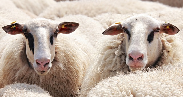 🚨 New paper in <a href="/SciReports/">Scientific Reports</a>! 💉🐑 #IRNASA-CSIC researchers co-authored a study testing a vaccine against Fasciola hepatica in sheep. We helped conduct the molecular study by identifying and selecting 4 proteins used to develop the vaccine.

Full article 👉 nature.com/articles/s4159…