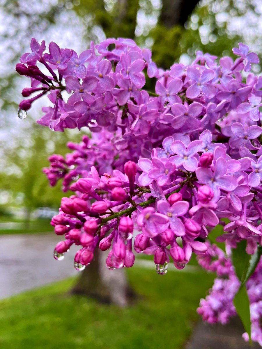 I 💜 lilac season.