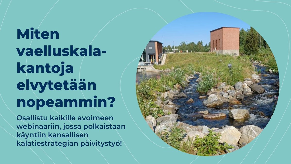 📣Miten vaelluskalakantoja elvytetään nopeammin? Kansallisen kalatiestrategian päivittäminen käynnistyy. Tervetuloa kuulemaan ja keskustelemaan kansallisen kalatiestrategian päivitystyöstä kaikille avoimeen webinaariin 23.5. klo 9!  
Lue ja ilmoittaudu: mmm.fi/tapahtumat/202…