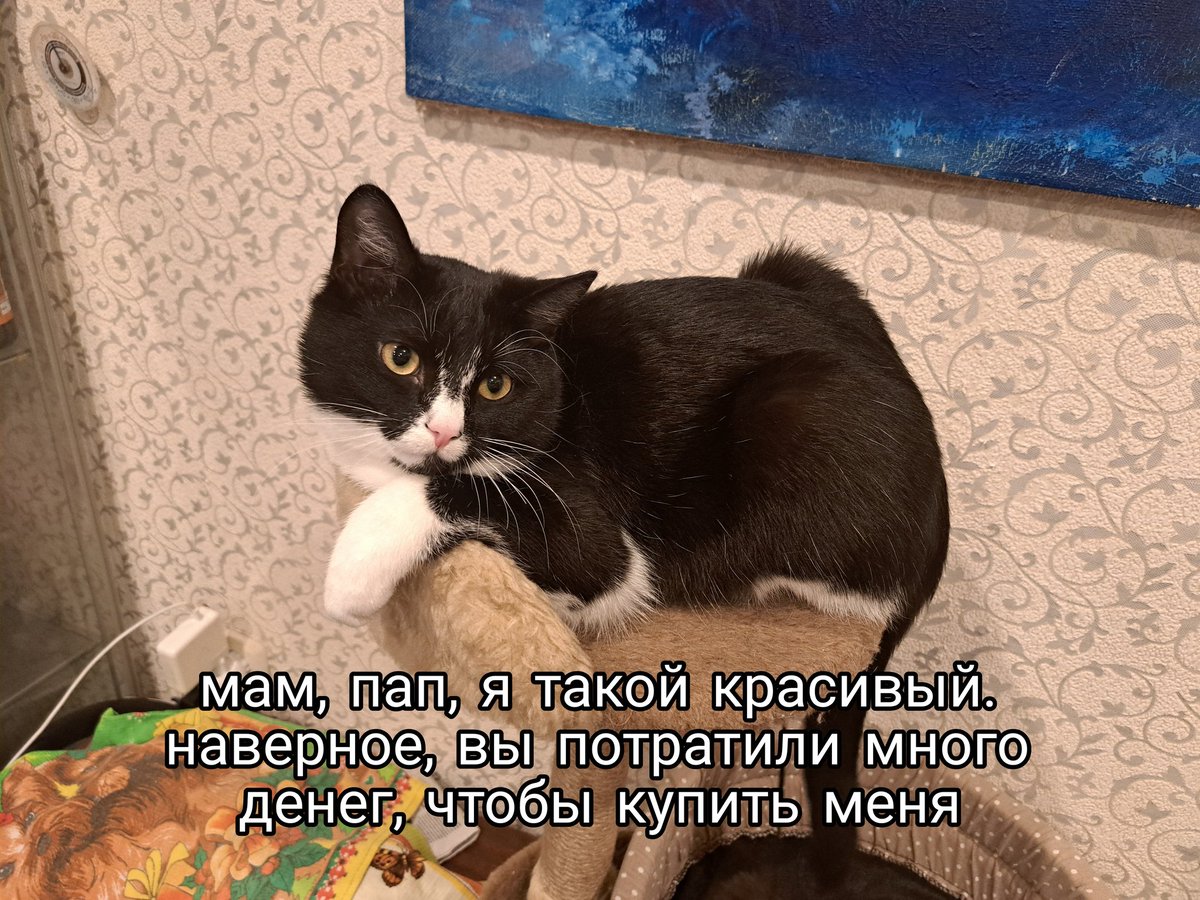 Enotello_'s tweet photo. По мотивам моего нового любимого тренда в тикитоке https://t.co/lFud7wGQmH