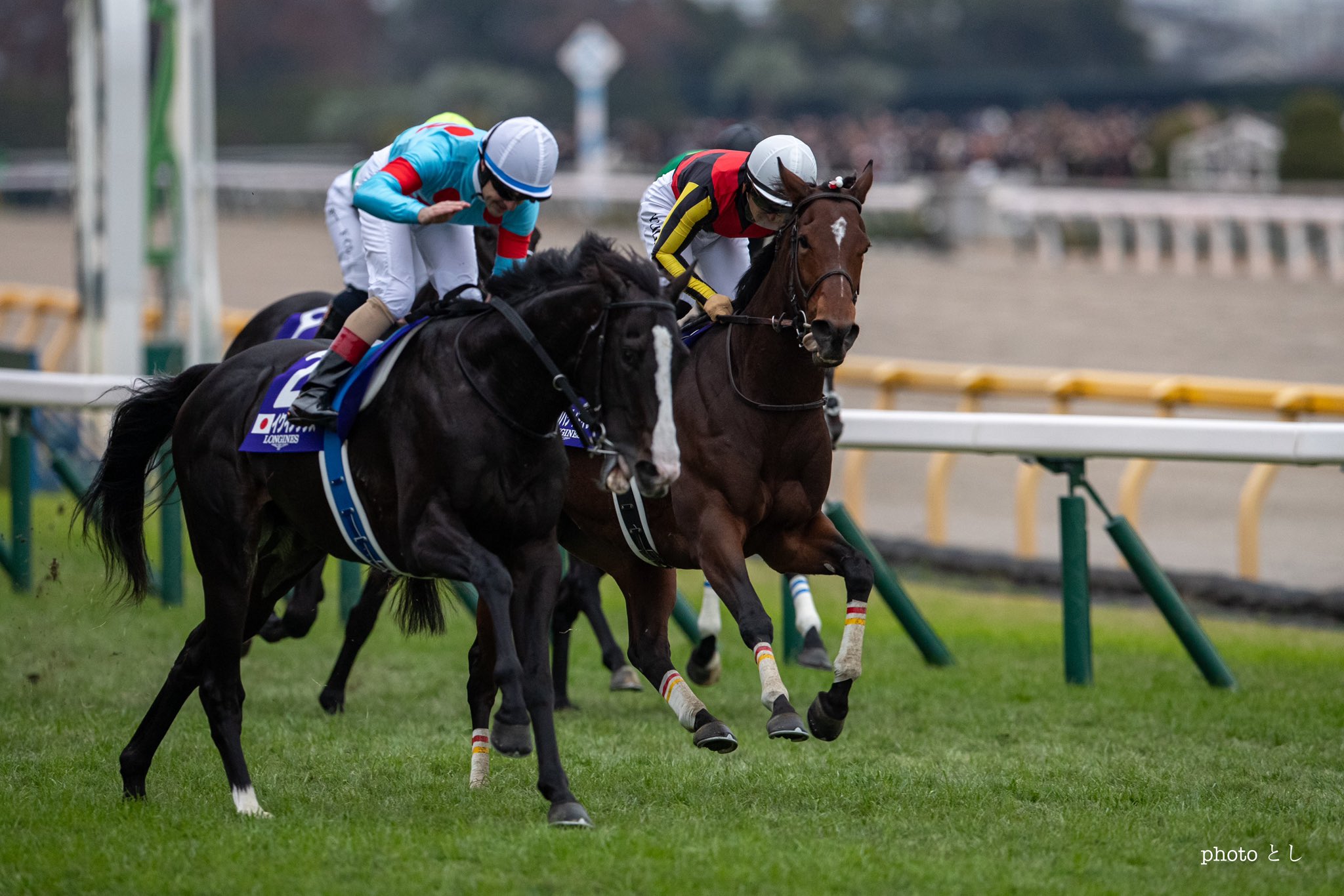 ジャパンカップ　マフラータオル2023    イクイノックス　競馬　ウマ娘 2023年 ジャパンカップ（GⅠ） | イクイノックス | JRA公式