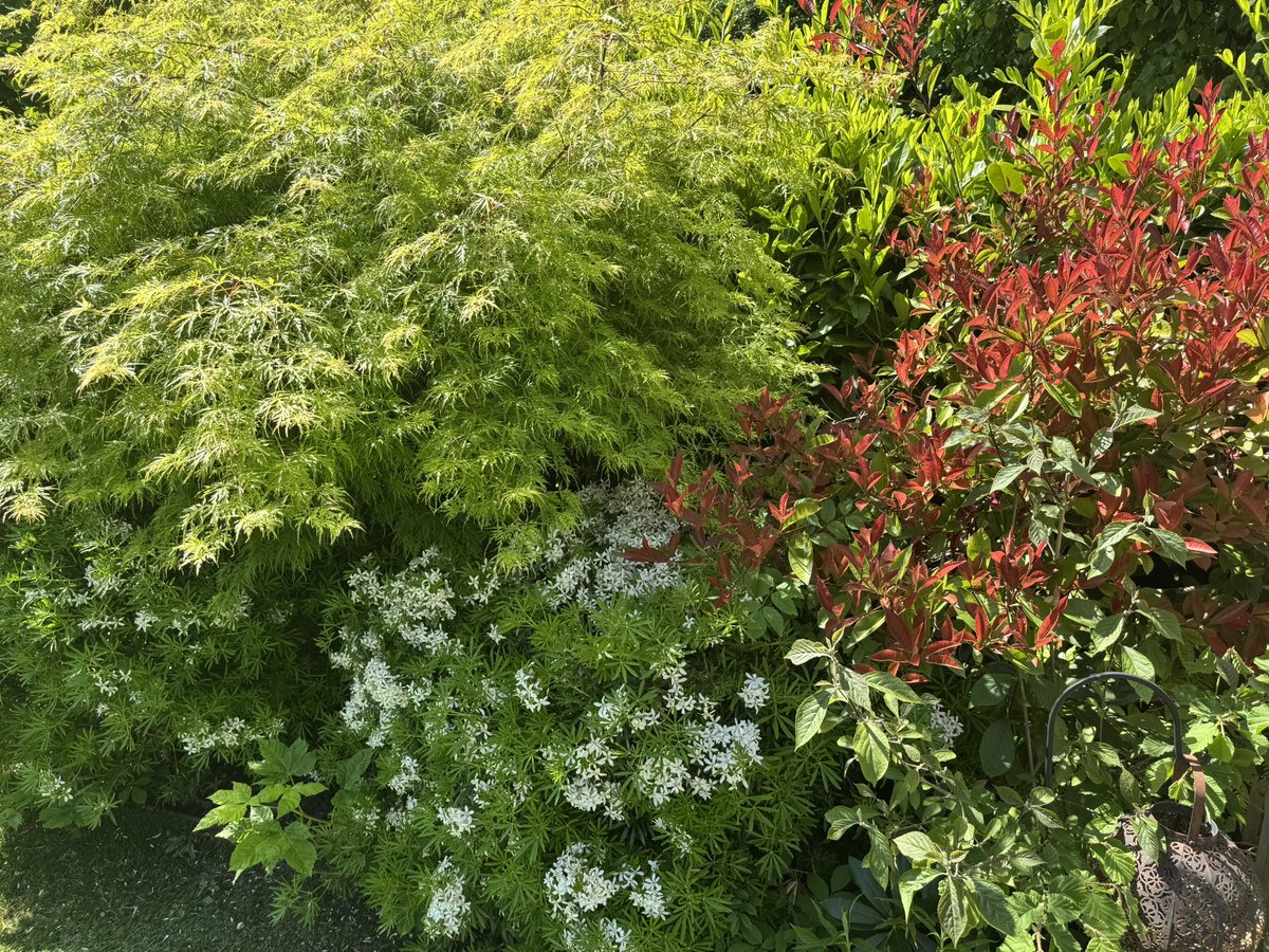 In the six or seven week break I’ve been having between jobs, I’ve been mostly in my garden communing with nature. 
Bliss.
I’ll be ready for the fray again soon. 👊🪴🪻✊