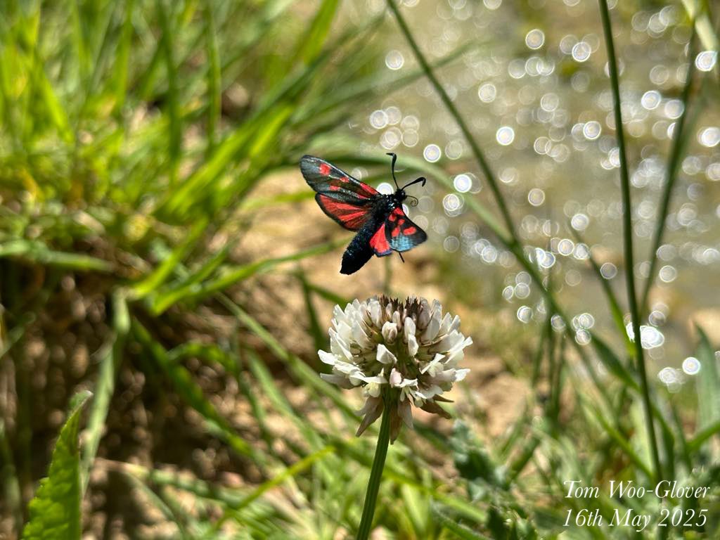 SteflovesPlants's tweet photo. Tom @GloverEcology took this picture! 
We think they’re a Narrow-bordered five-spot burnet.

#Moth #Lepidoptera #insects #Wildlife #entomology #naturephotography #nature #NaturalBeauty @savebutterflies #WhiteClover #Clover https://t.co/C9nYhNo0Gi