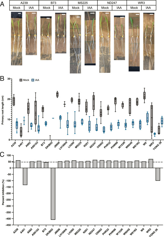 PPhenomics's tweet image. Study explores maize root phenotyping, highlighting genetic factors and developing an automated pipeline. Findings advance understanding of root growth for better crop strategies. #Maize #RootPhenotyping #AgResearch
Details: doi.org/10.1016/j.plap…