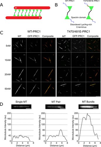From MBoC
Insights into the role of phosphorylation on microtubule cross-linking by PRC1, by Scott Forth, @RPI, et al.

molbiolcell.org/doi/10.1091/mb… #ASCB #CellBiology