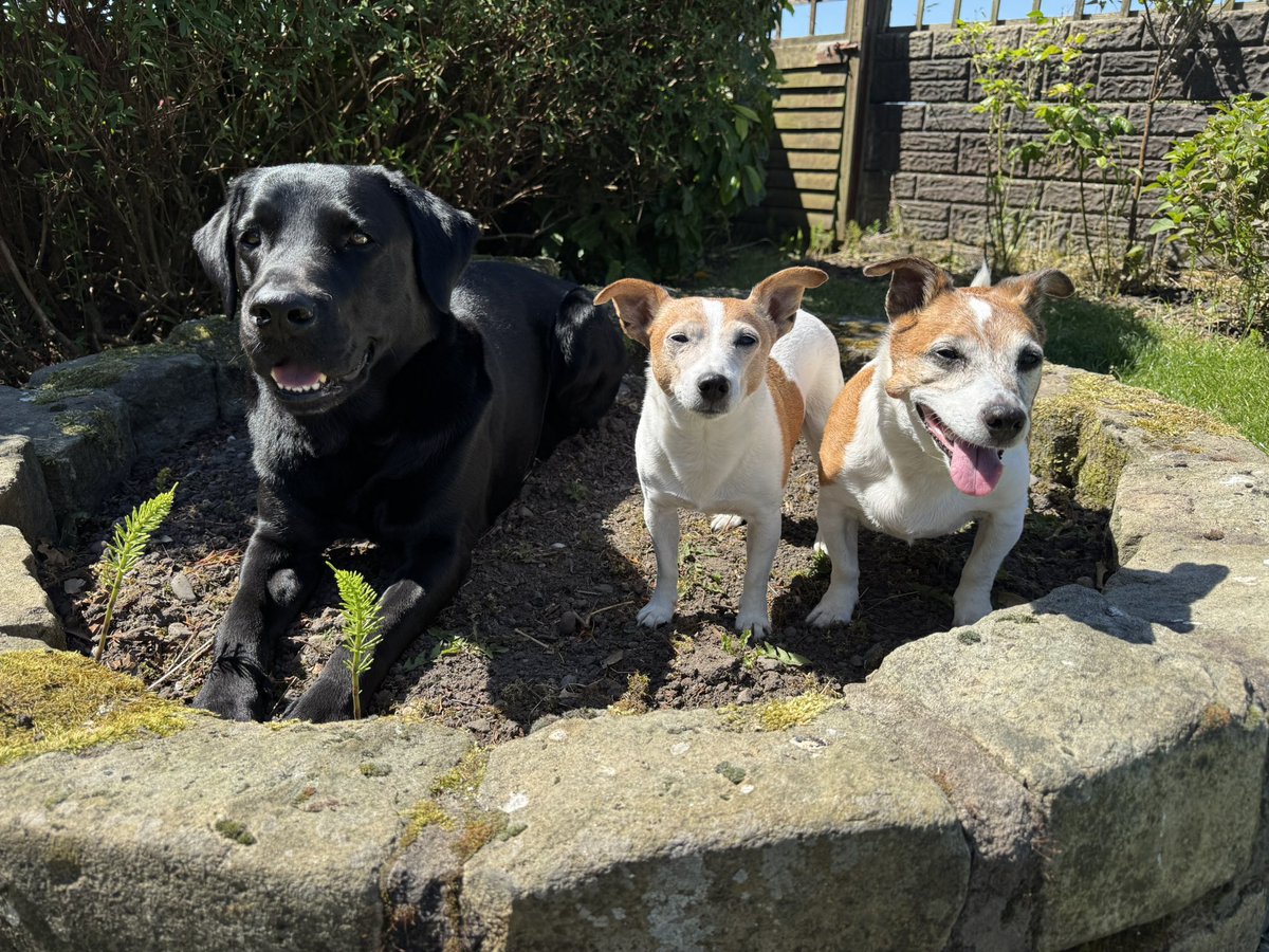 QueenJanTheCrow's tweet photo. As you can see, Jeff has fit in well. The girls love him 🖤 it’s brilliant to have a Labrador again 🥰
#labrador #blacklabrador #rescuedog https://t.co/rHIr1G7tcF