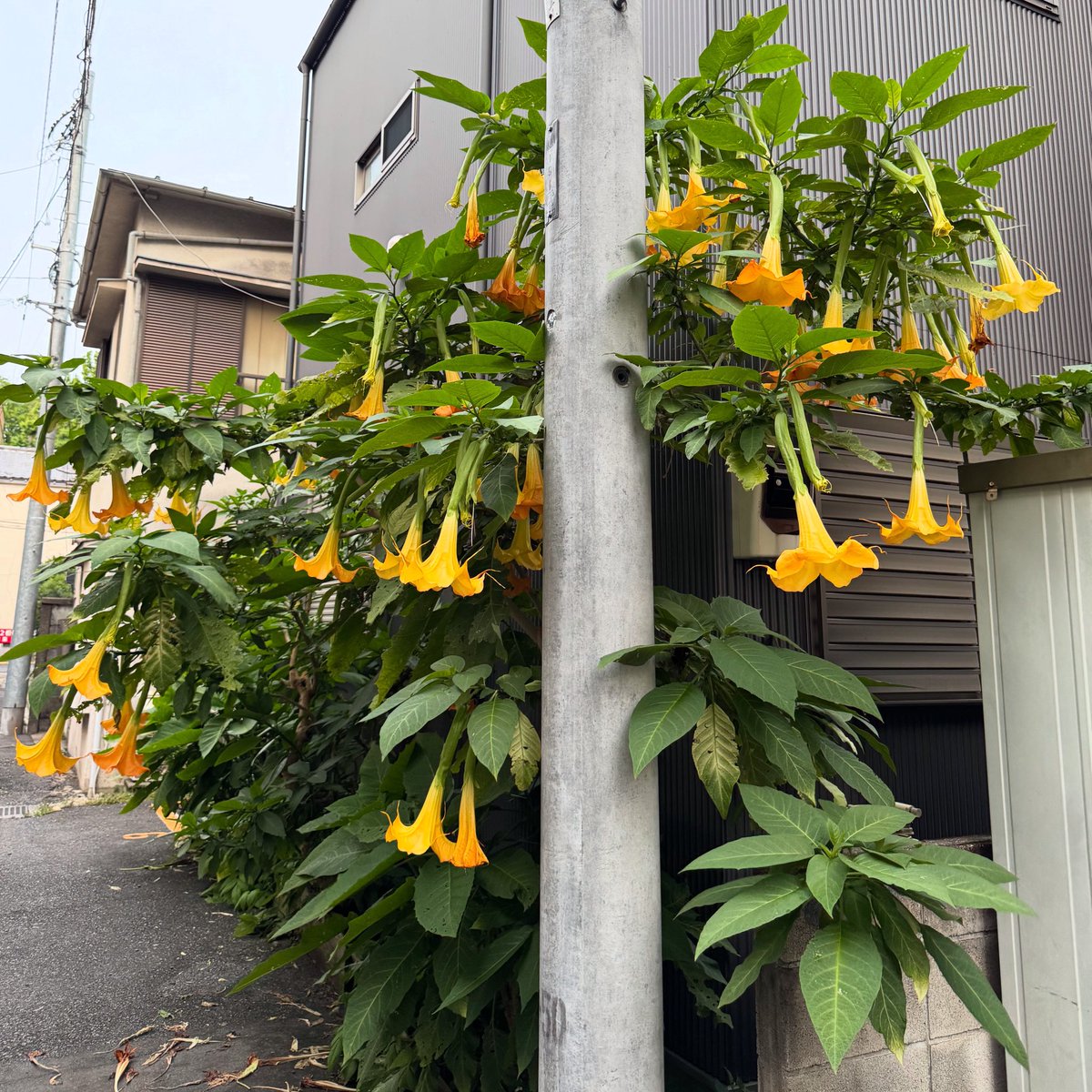 matsudaphoto's tweet photo. 💐 https://t.co/4KNZ4GkUQb