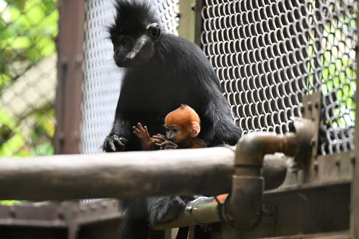 オレンジ色が可愛い フランソワルトンの赤ちゃん
愛称投票してね〜❣️

📷2025.5.16
#フランソワルトン
#ズーラシア
#よこはま動物園ズーラシア
#ZOORASIA