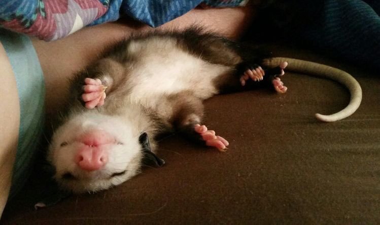 Possumeveryhour.io (@possumeveryhour) on Twitter photo 