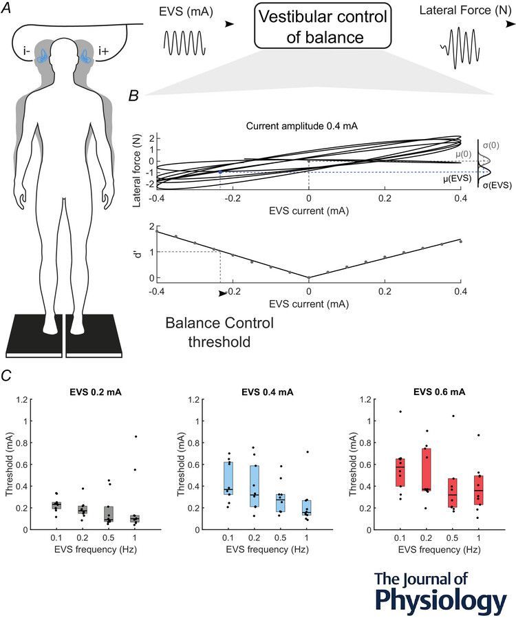Journal of Physiology (@jphysiol) on Twitter photo Martin Simoneau (<a href="/universitelaval/">Université Laval</a>) et al. investigated balance control threshold to #vestibular stimuli ⚖️🧠
📜 Read the #Research here: buff.ly/rJIIHL4 Martin Simoneau (<a href="/universitelaval/">Université Laval</a>) et al. investigated balance control threshold to #vestibular stimuli ⚖️🧠
📜 Read the #Research here: buff.ly/rJIIHL4