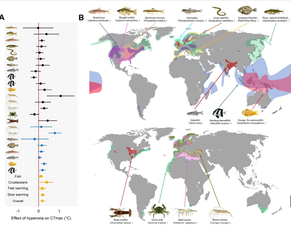graham_raby's tweet photo. New preprint: environmentally-relevant levels of aquatic oxygen supersaturation do not offer a protective benefit to most ectotherms during acute warming. Big team of authors, 147 CTmax trials, 14 species (fish and crustaceans).

https://t.co/WTqgnXZjYA https://t.co/kzn1HcBPEB