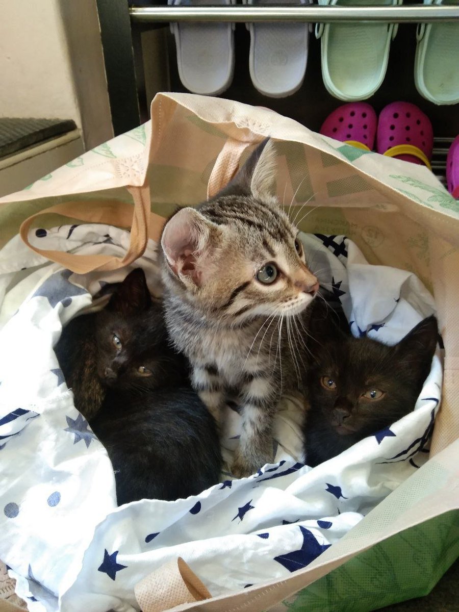Moonhalf's tweet photo. #котодобро Питер. Нужен дом. К котокафе в пакете подкинули котят!
Писать в телегу teopoden
Ниже фотки котят. https://t.co/g669hFIw9S
