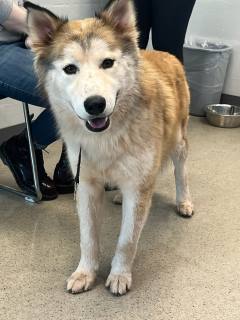 These and 12 other animals are STRAYS turned into the PWC Animal Services Center between 05/13/2025 - 05/15/2025. We post photos of stray animals brought to the Center a couple of times each week to help owners find their missing pets. If you believe your pet is at the Center,