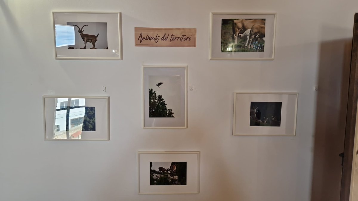 🎨🎨 L'exposició fotogràfica 'Històries del territori' d'Ana Escrig ja està preparada a Vistabella del Maestrat!

📍 Demà dissabte 17 de maig a les 11h s'inaugura. Es podrà visitar de dijous a diumenge de 10h a 14h