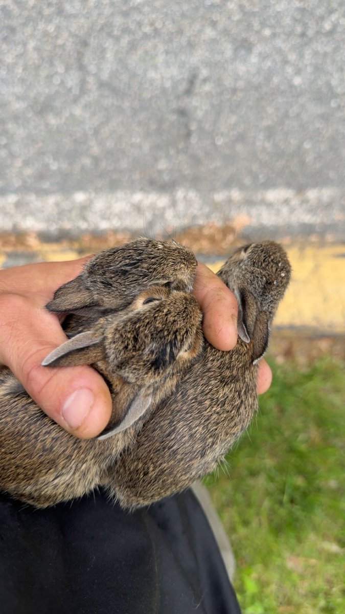 ChildishLumbino's tweet image. hittin that bunny spread on yall #LightFlex