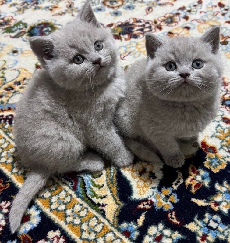 Энэ хөөрхнүүдийг эзэнтэй болгомоор байна аа. 
Нэг эр, хоёр эм манжуухай байна. 
Цааш нь дамжуулаад өгөөрэй. 
😇😇😇