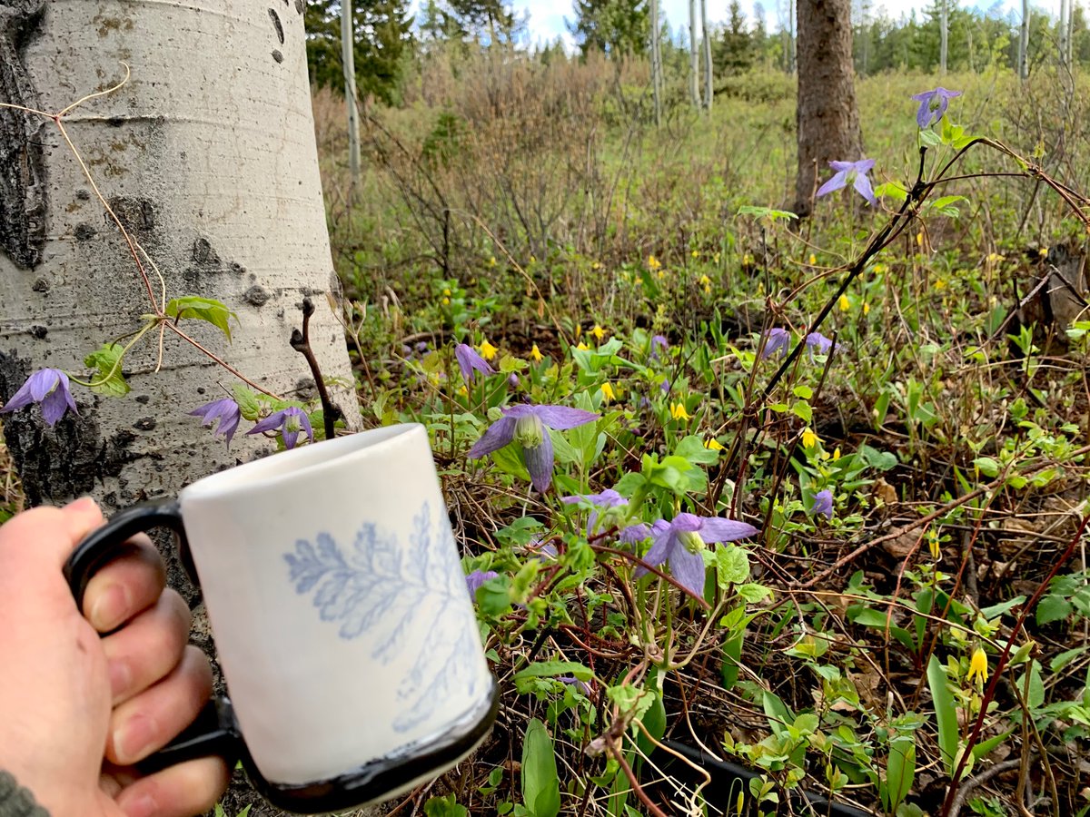Cool &amp; calm early morning stunning patch of purple wild clematis with a mass of yellow Glacier Lilies behind, in the trees beyond the woodshed 😍 #morningcoffeewalkabout